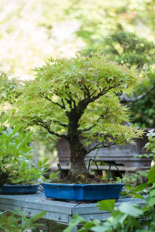 The NC Arboretum's Bonsai exhibit features numerous perfectly pruned trees. 