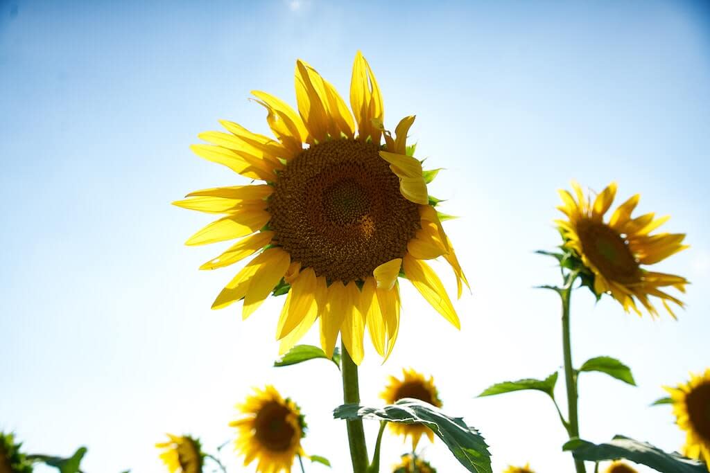 Sunflowers in summer. 