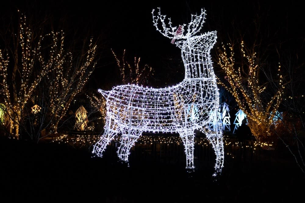 A Reindeer at the NC Arboretum's Winter Lights Display