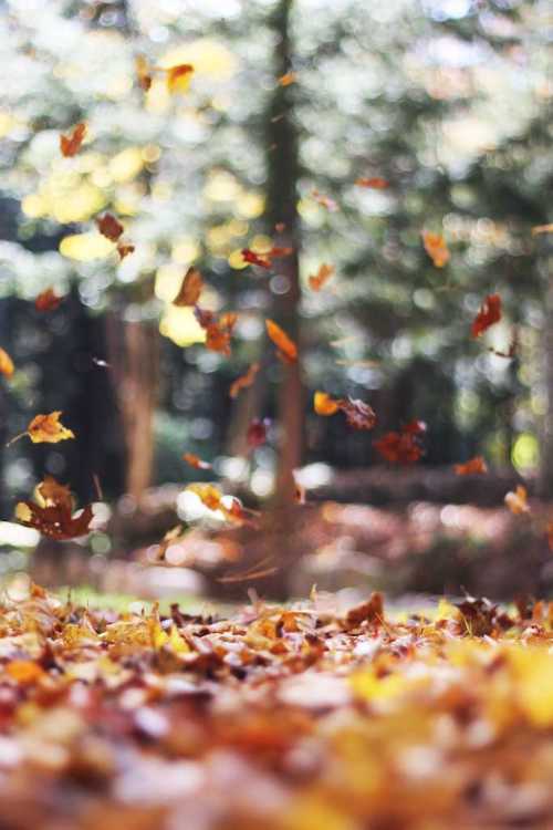 Leaf Season in Asheville