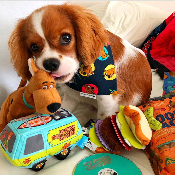 Dog playing with Scooby Doo themed toys