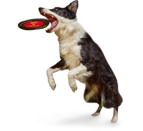 Jumping dog catching a frisbee