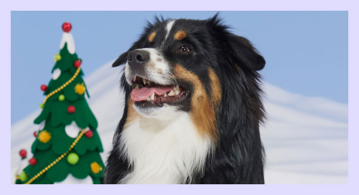 Image of fluffy dog with Christmas tree in the background