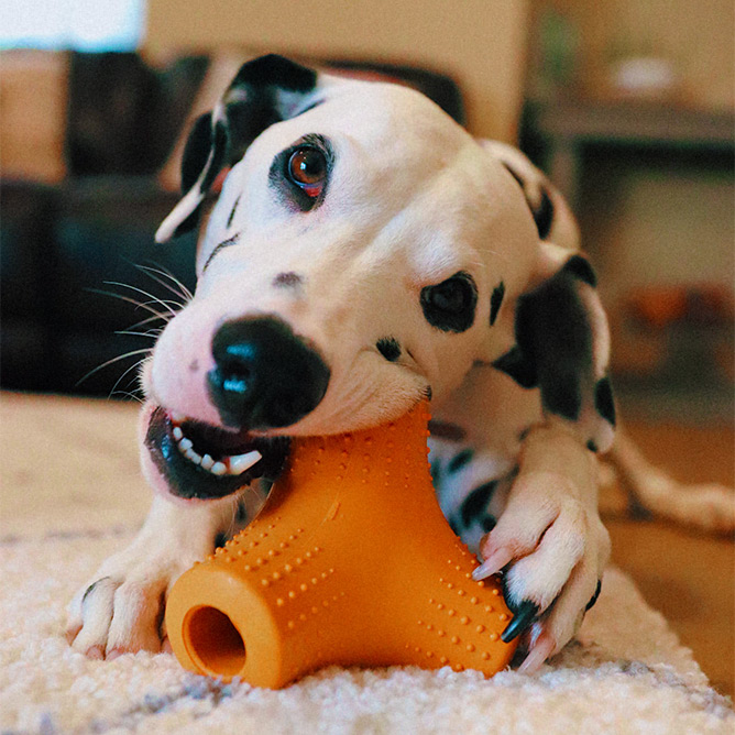 Playful dog chewing on a tough Super Chewer toy