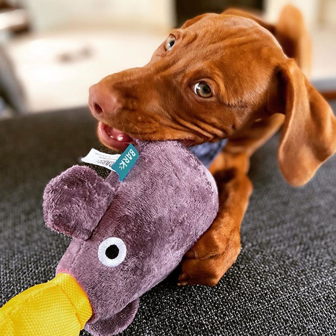 Happy dog chewing on plush toy