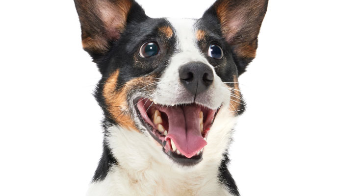 Close up picture of happy dog