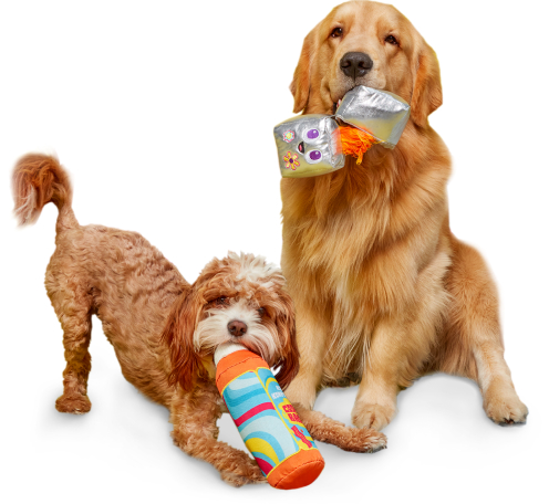 Two dogs playing