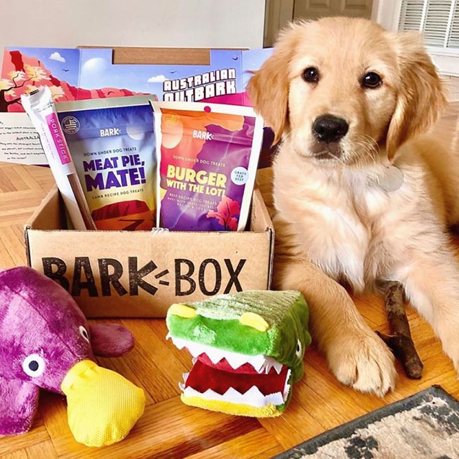 Small puppy laying next to BarkBox full of toys and treats