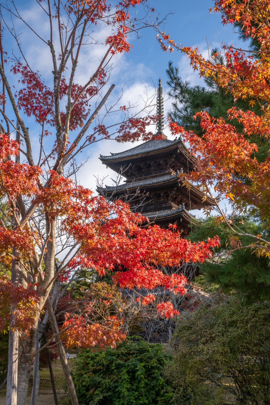 仁和寺広報写真
