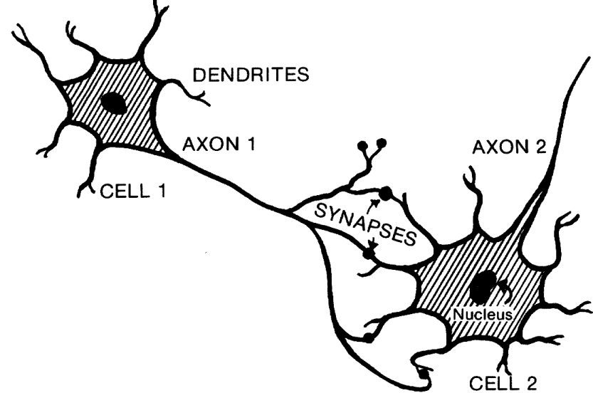 axons and dendrites