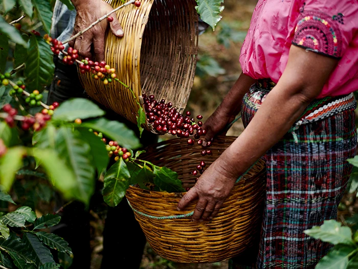 Coffee collecting sustainability
