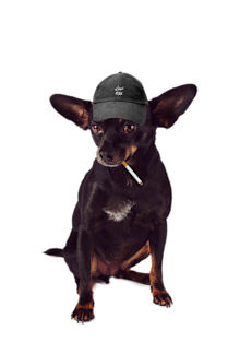 Ralph - Office Dog