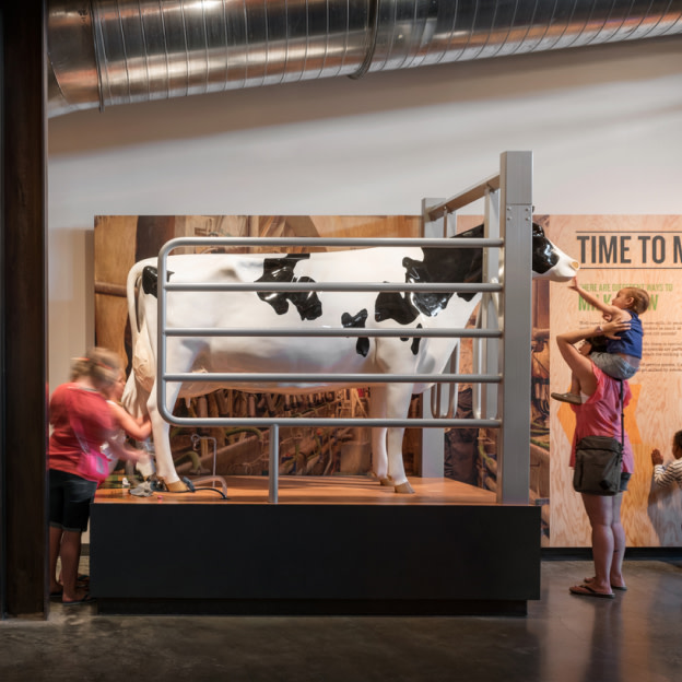 Cow exhibit