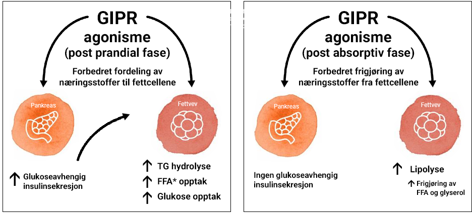 Figur som illustrerer Spesifikk GIP-effekt i fettvev, les forklaring av figur under bildet