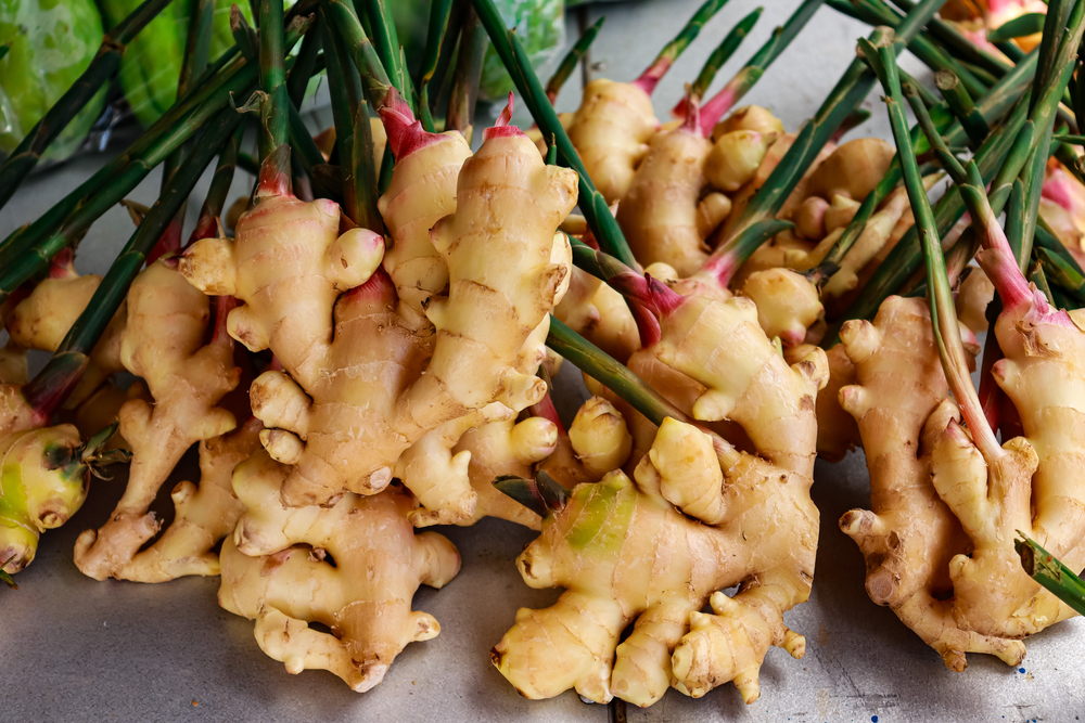 Harvested-Raw-Ginger-Rhizome-Root-Naturally-Spicy 1859073565