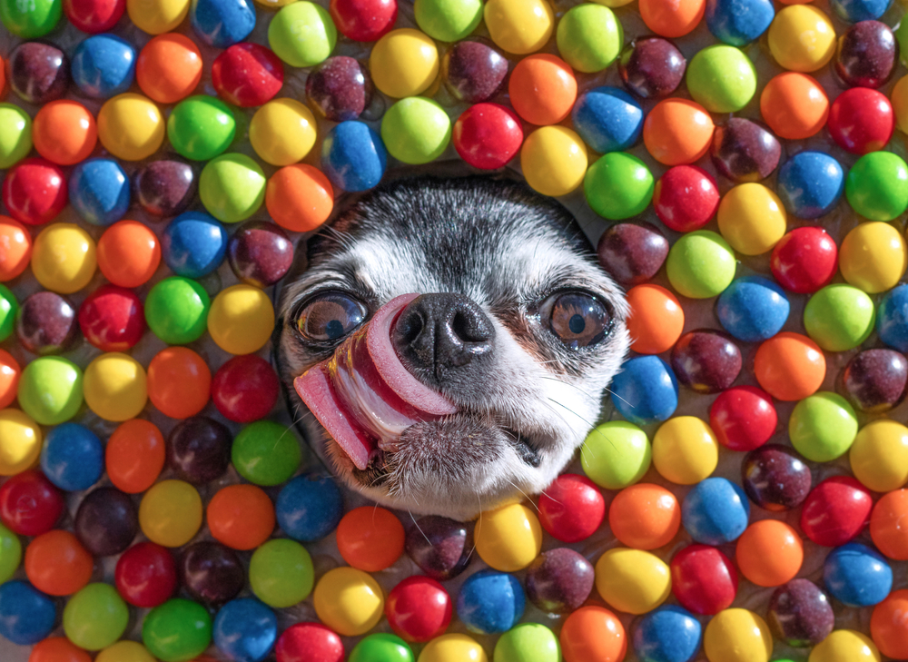 Candy-cute-dog-animal-freindly-vegan-chcolate 1790580773