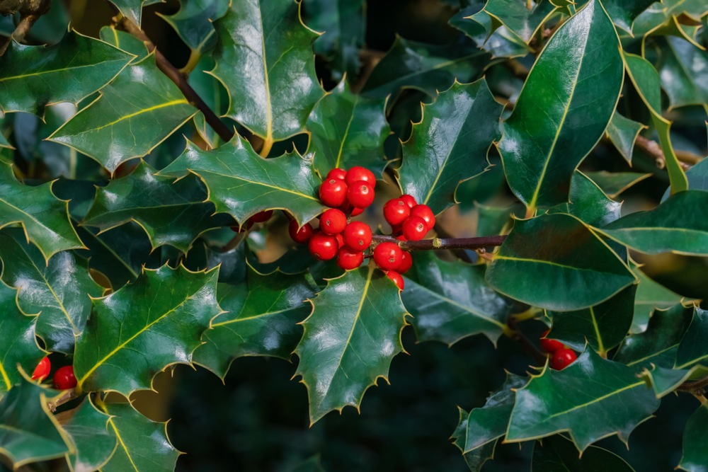 Holly-Plant-Red-And-Green-Christmas-Traditions-Decoration-Ancient-Celtic-SCivilizations 1215913006