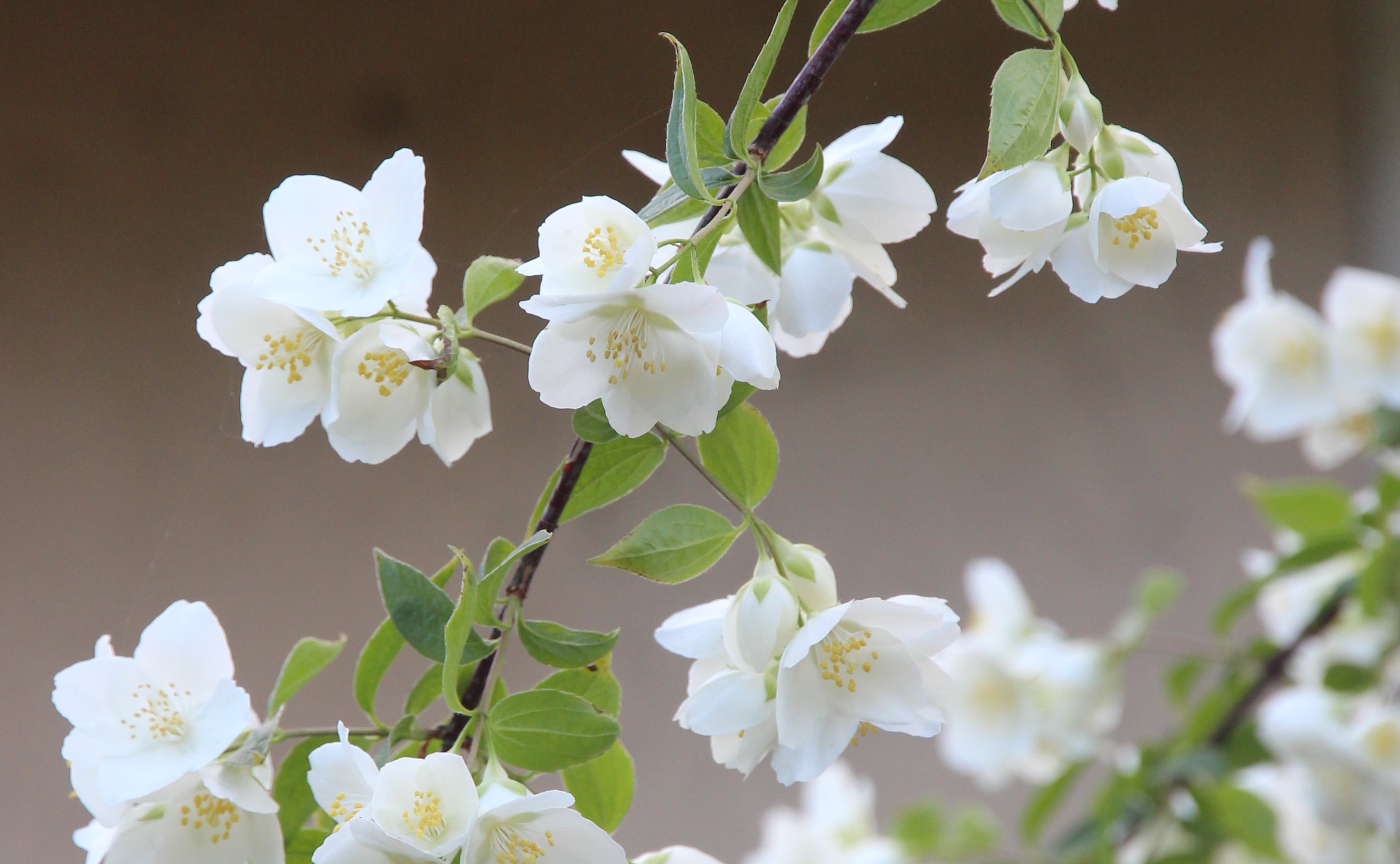Jasmine