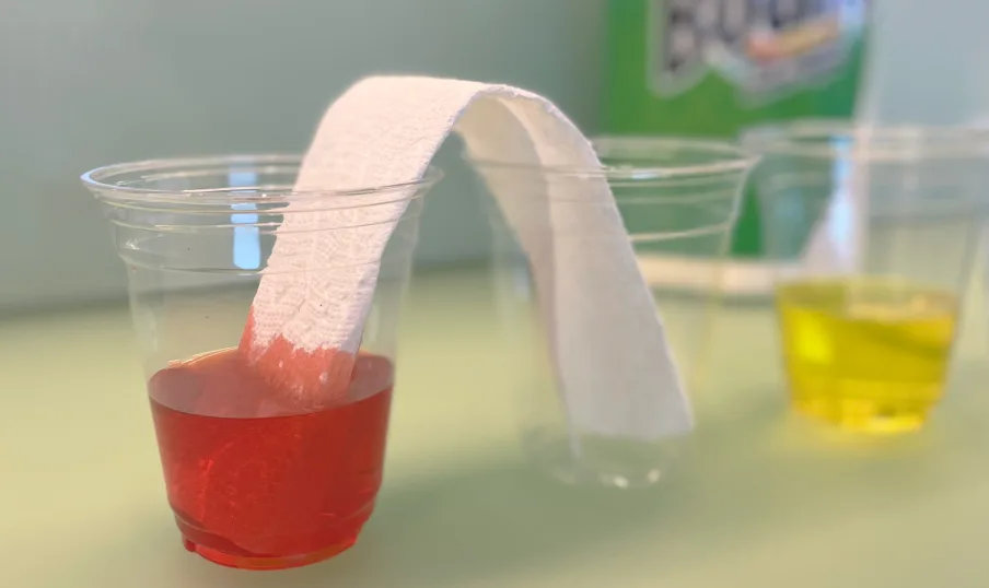 Red food coloring in the first cup of water with one end of a Bounty paper towel in that and the empty cup next to it