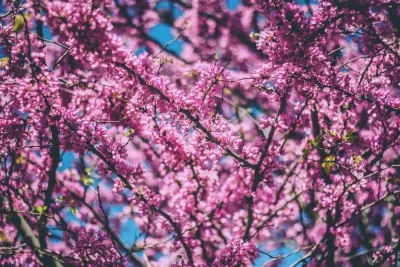 Pukka Herbs Australia article grid Spring wellbeing: an Ayurvedic guide