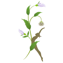 vines item