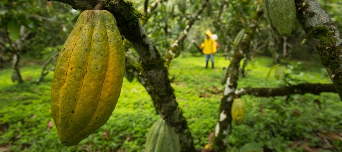 Ecuador es el principal productor de cacao en América.