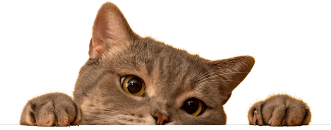 A curious tan cat peeks over the edge of a surface, with its large, expressive eyes and paws visible.