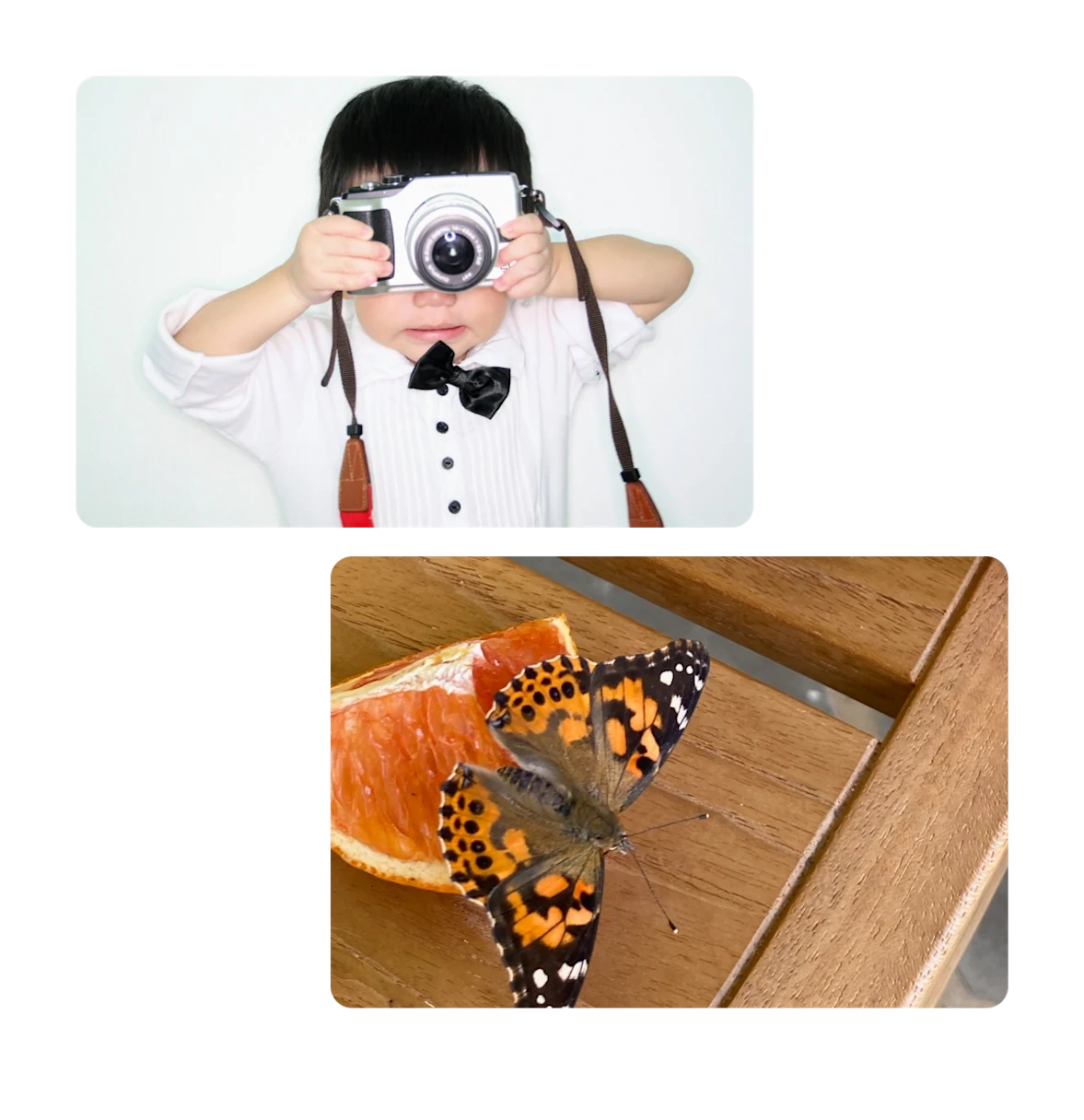 Two pins, young boy with camera, butterflies on orange slices