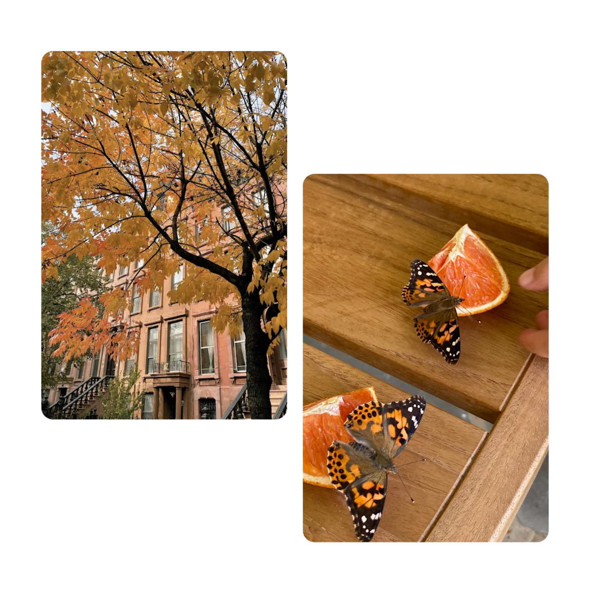 Two pins, fall season with leaves, oranges with butterflies