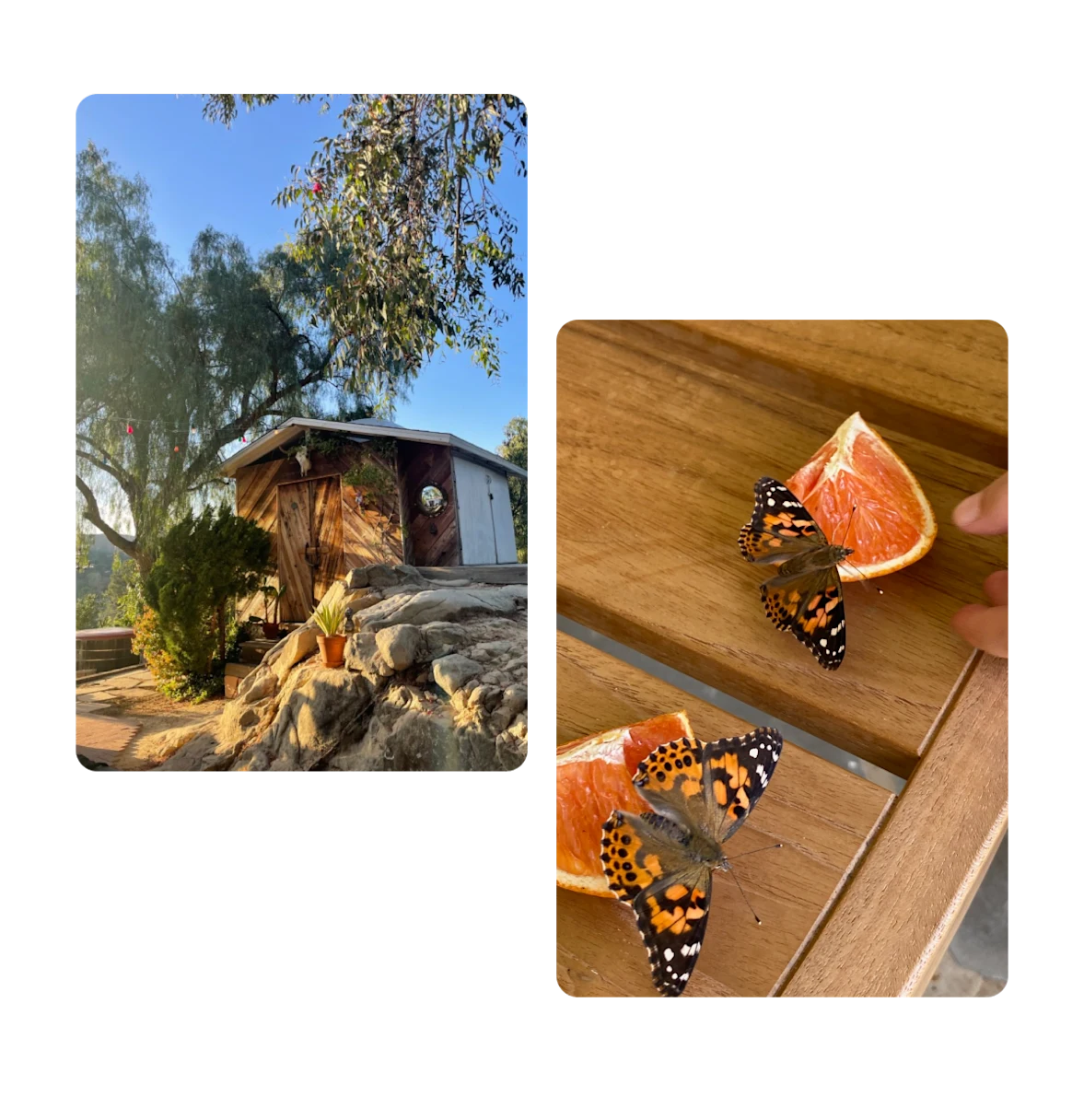 Two pins, outside of a home, butterflies on orange slices