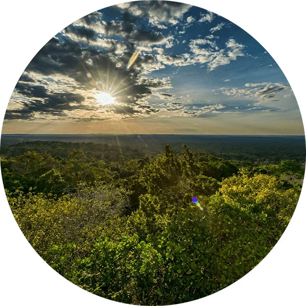 Coucher de soleil avec un ciel nuageux au-dessus d’une forêt