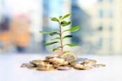 Tree growing out of money pile