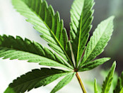 Cannabis Leafs on White background