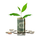 money tree or money plant