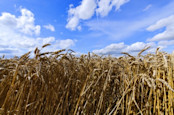 Wheat field close up