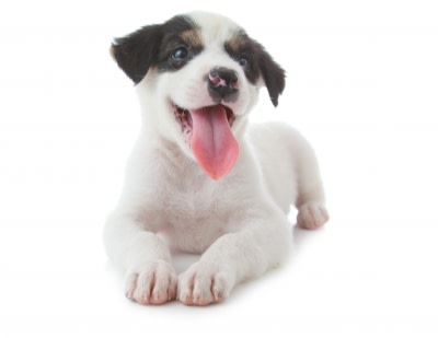 Cute puppy dog lying down
