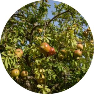 Le fronte di un albero con alcuni frutti di uno dei frutteti solidali di P&G