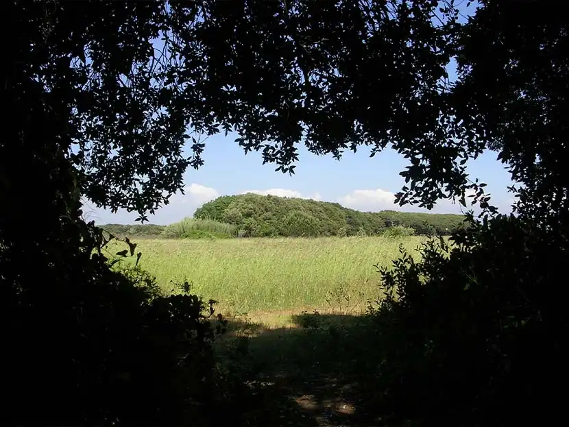Oasi di macchiagrande, scorcio da un bosco su un prato verde