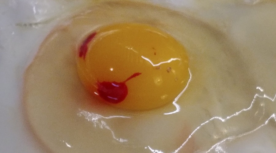 Jajko z plamką krwi