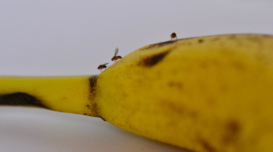 Banan z muszkami