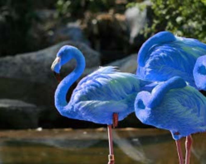 blue flamingo