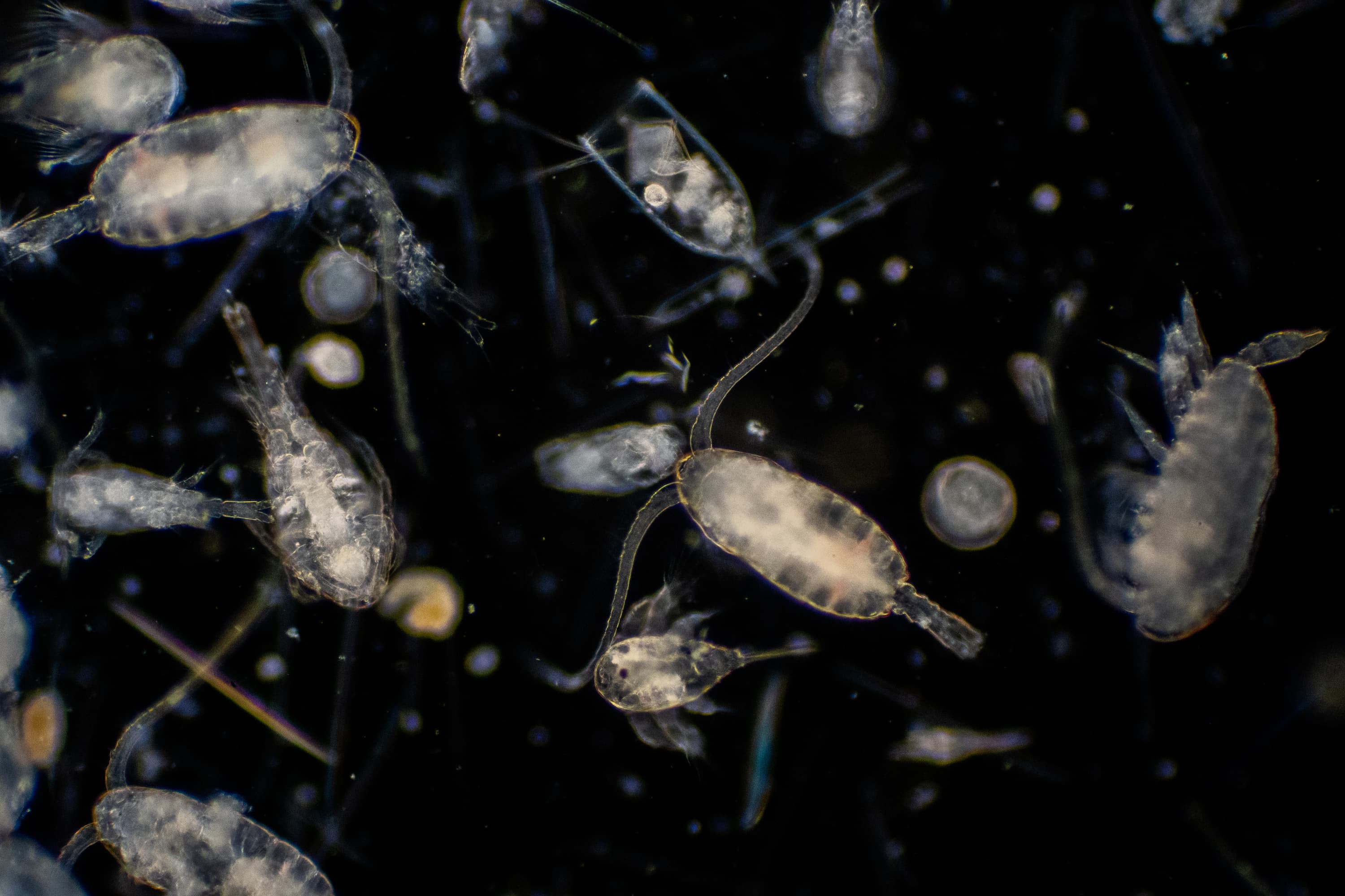 Nærbilde av plankton i havet