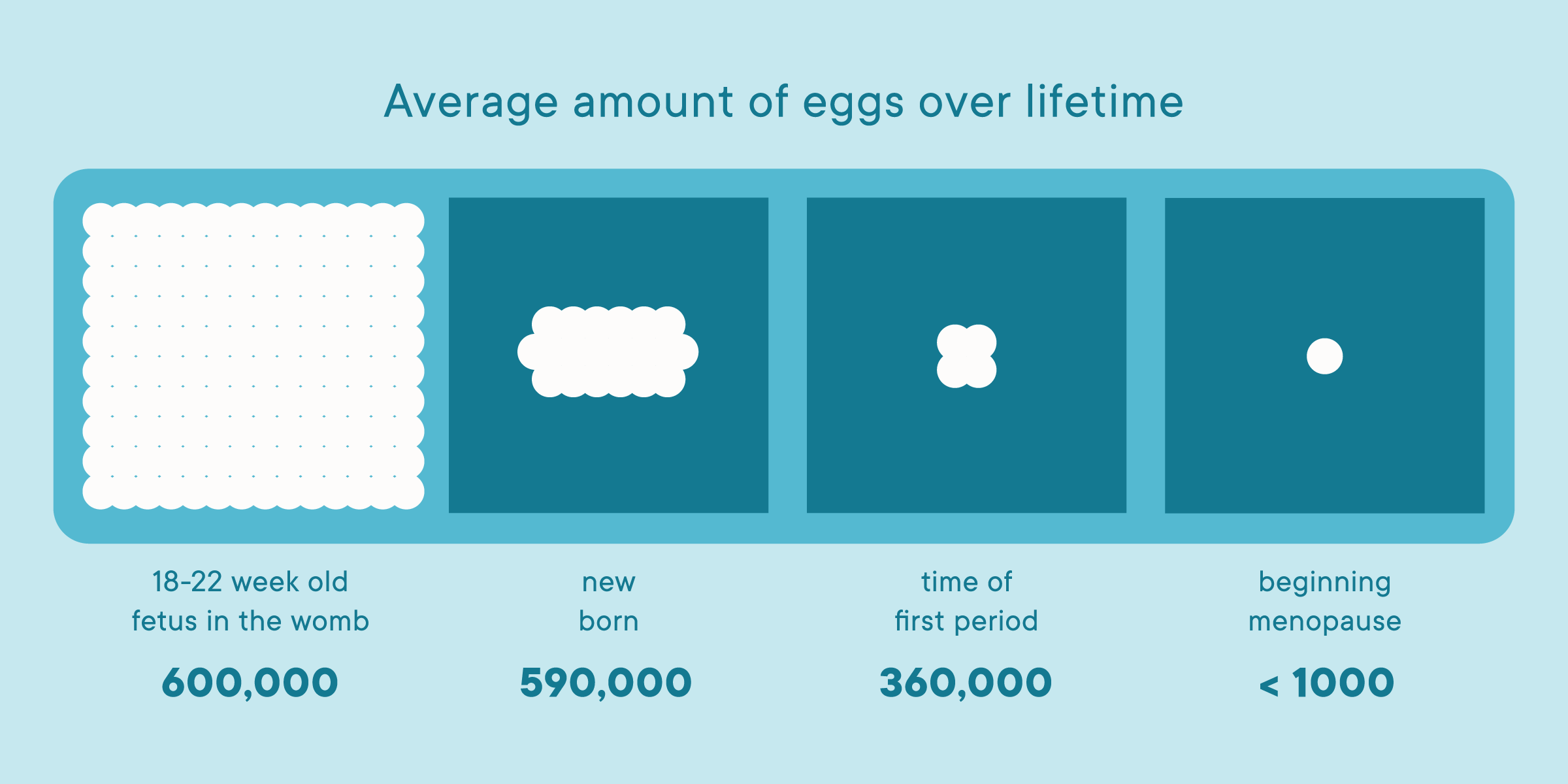 The average amount of eggs during different life stages.