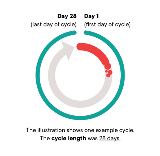 One example cycle in the Clue App