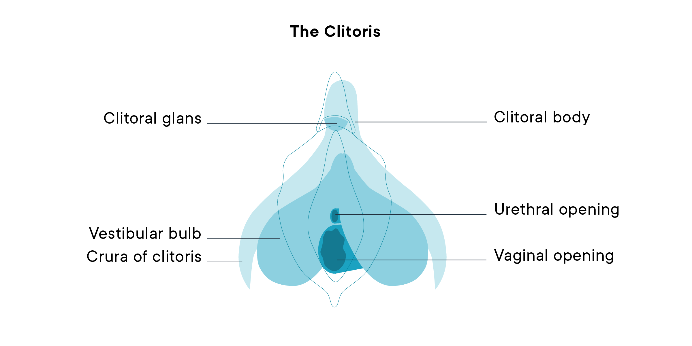 A diagram of the clitoris