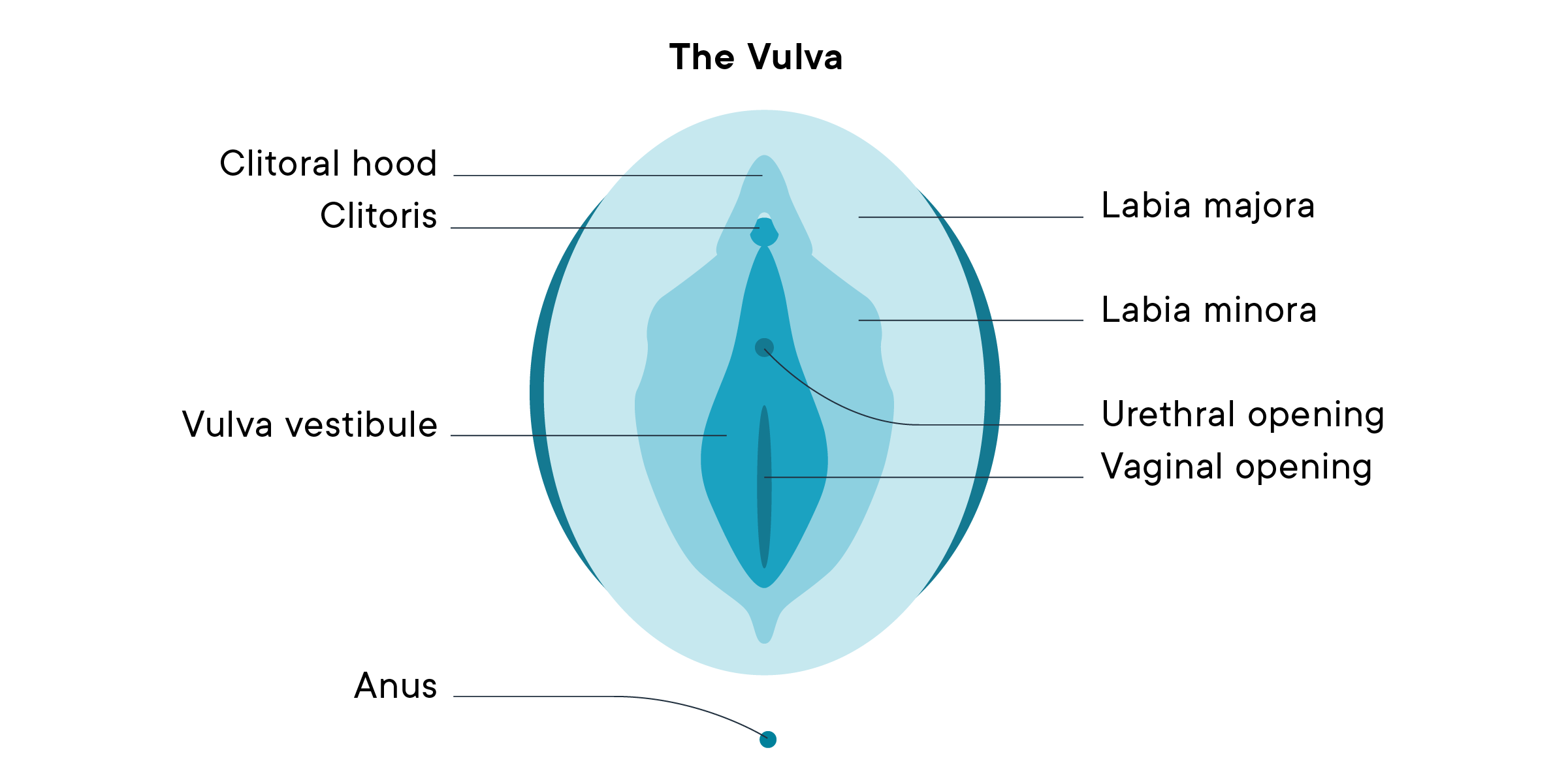A labeled illustration of the vulva