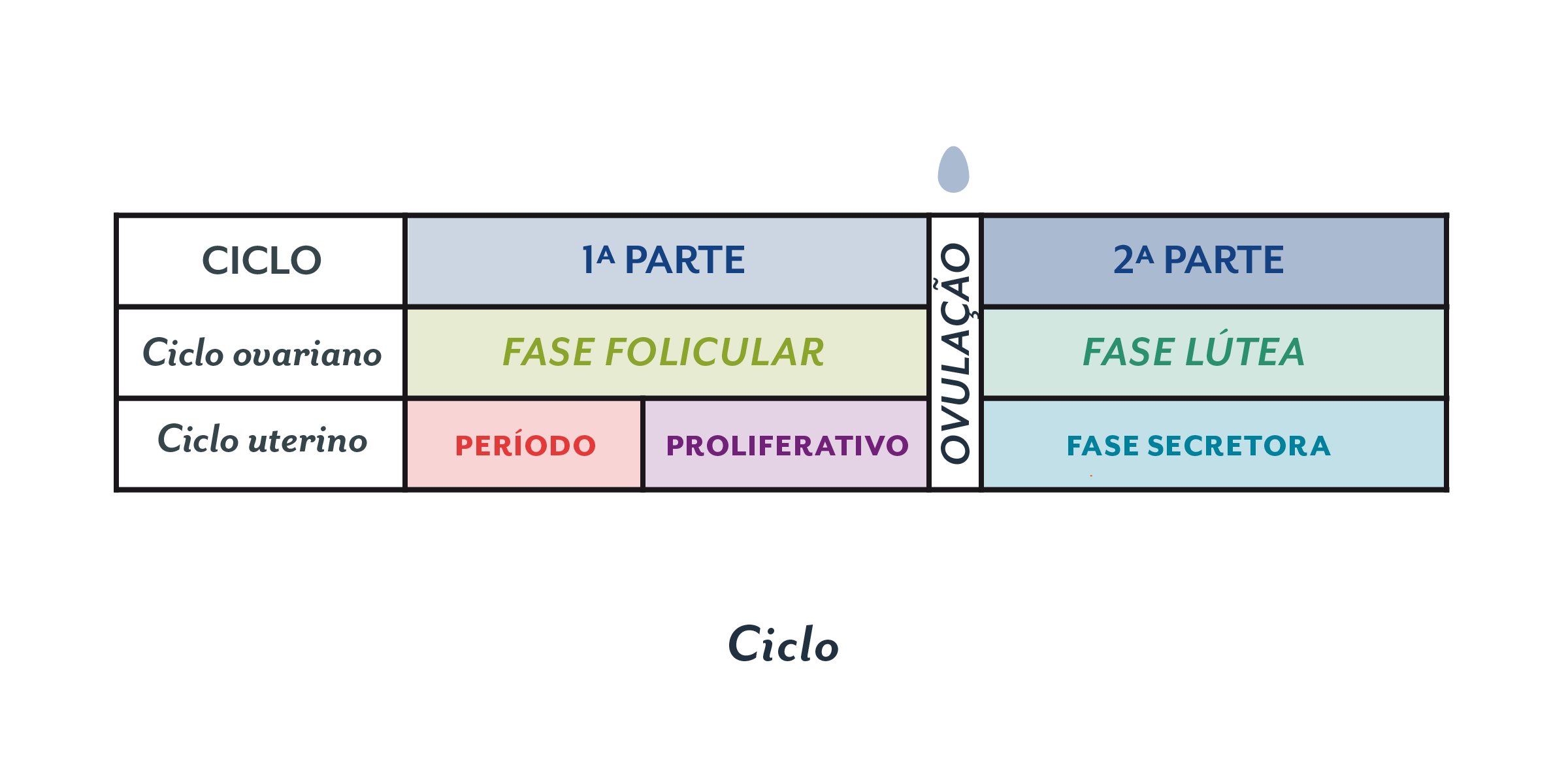 What is the menstrual cycle contenful inside tabs PT@2x