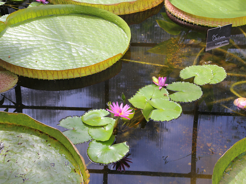 Image of circular lily pads on a pond