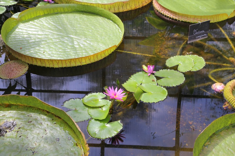 Image of circular lily pads on a pond
