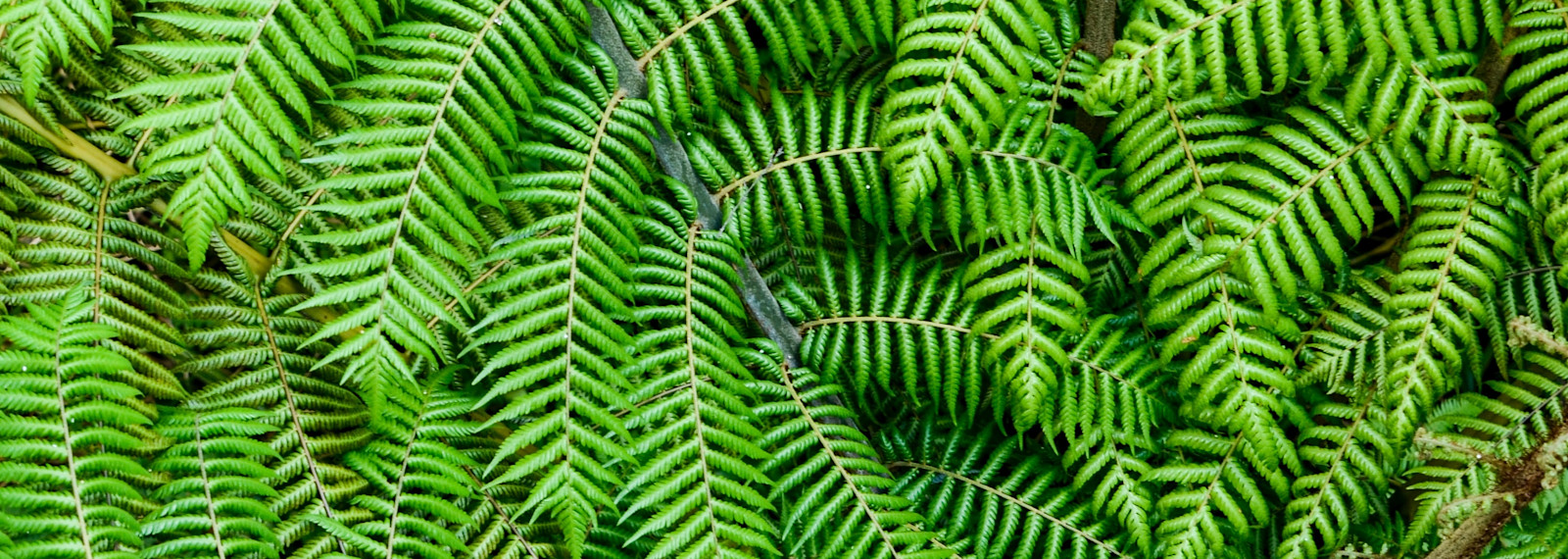 Image of Plastic Tax